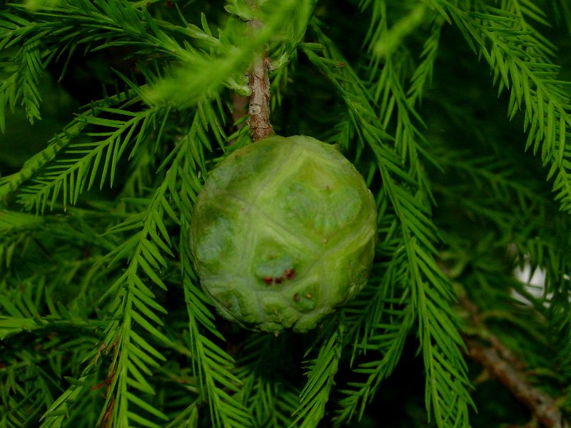 Taxodium distichum / Cipresso calvo